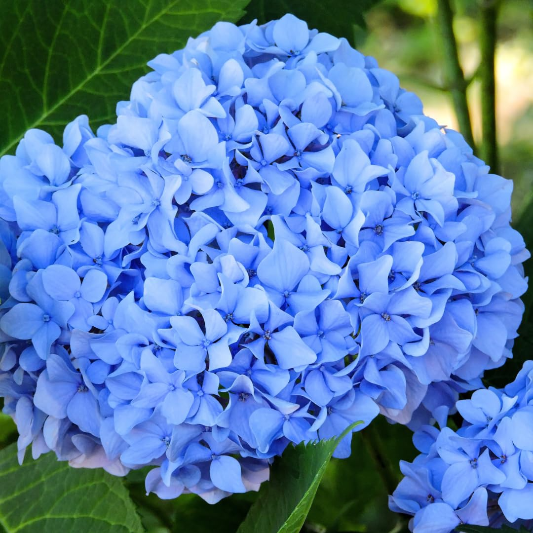 Blue Hydrangea Cutting - Fully Rooted Live Plant, 3-8 Inches, Hydrangea macrophylla, Garden Shrub, Indoor & Outdoor