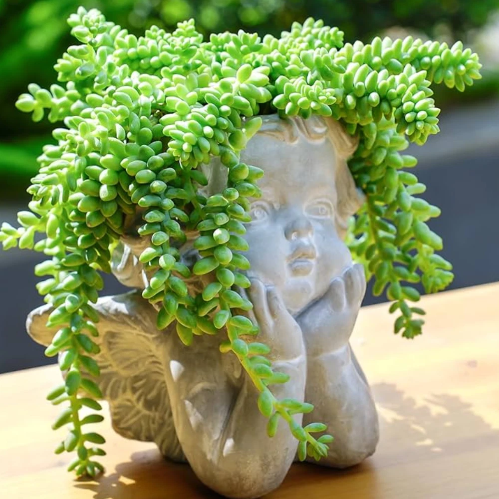 Sedum morganianum Plants | 4 Potted Burro's Tail Succulents | Trailing Blue-Green Foliage | USDA Zones 10-11