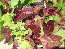 Gourmet Lettuce Blend Seeds | Mixed Salad Bowl Lettuce, Crisp & Fresh, Easy to Grow, Home Garden, Varied Leaf Types
