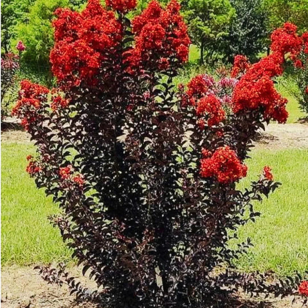 Black Diamond Crape Myrtle Starter Plants - 2 Rooted 6" Cuttings with Dark Red Flowers & Purple-Black Foliage Lagerstroemia indica