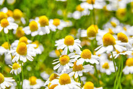 Chamaemelum Nobile Seeds - Roman Chamomile Ground Cover - Perennial Herb with White Daisy Flowers - Zone 4-9