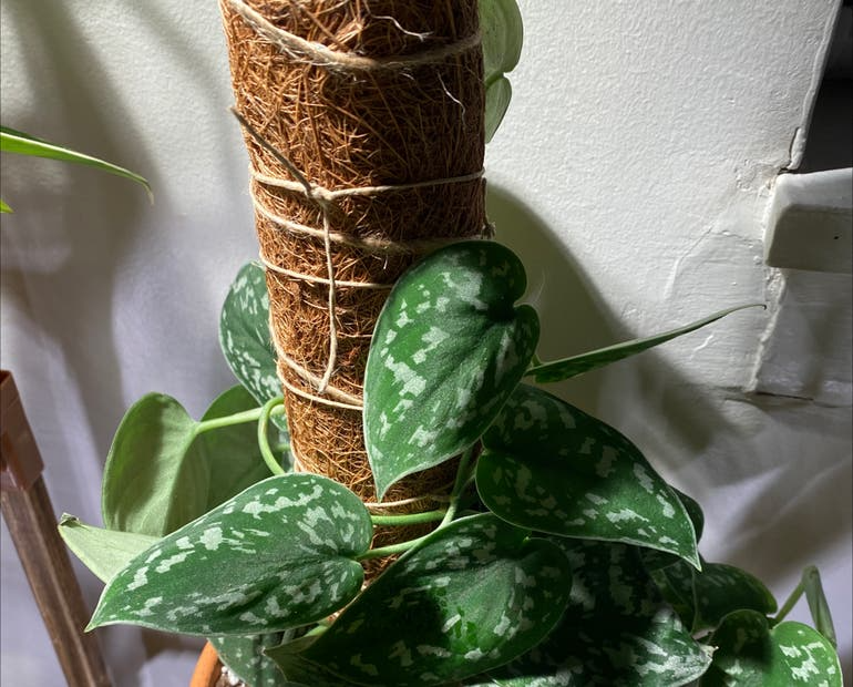 Rooted Satin Pothos Cuttings - Silver Variegated Houseplant, Trailing Climbing Vine, Easy-Care Indoor Plant, Scindapsus pictus