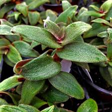 Cyanotis Kewensis Unrooted Cuttings - Fuzzy Trailing Succulent with Velvet Green-Red Foliage, Indoor Hanging Plant, Pet Safe