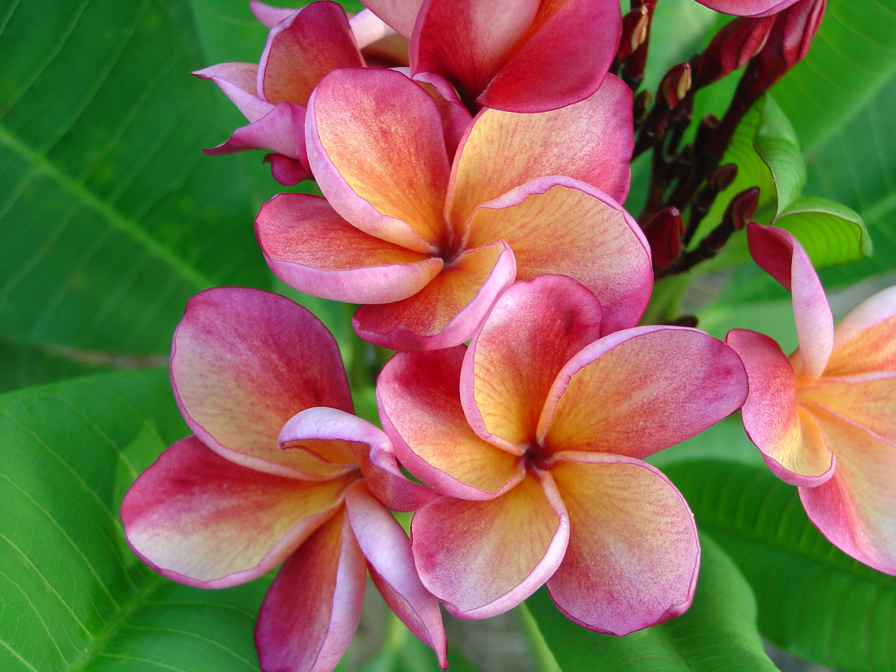 Orange Rainbow Plumeria Unrooted Cutting – Frangipani Flower, Tropical Garden & Indoor Plant, 8-12 Inches