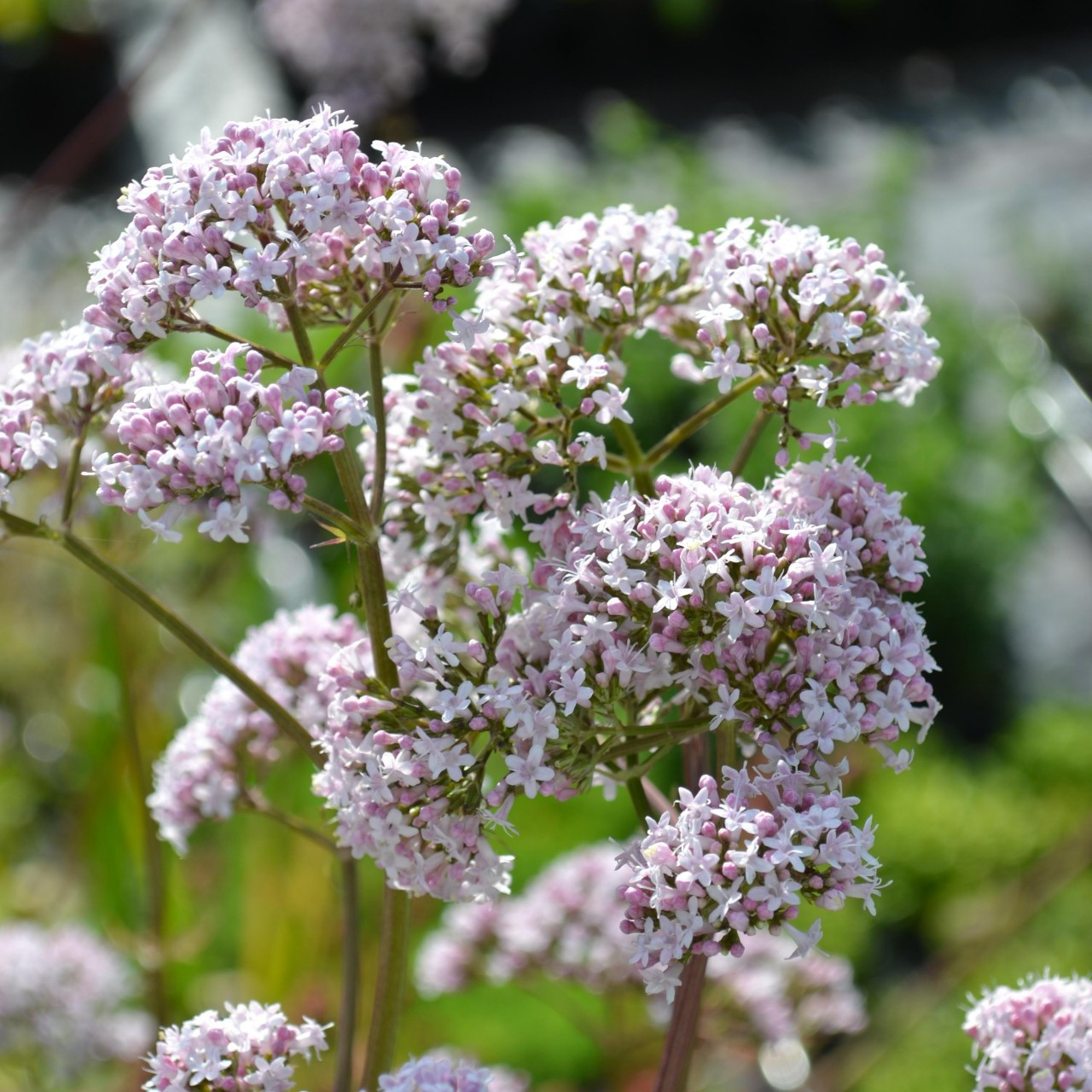 Valerian Seeds 100+ | Perennial Herb for Relaxation & Calming Cats | Valeriana officinalis | USA Grown