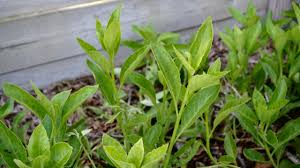 Longevity Spinach Gynura Procumbens Unrooted Cuttings 4" – Edible, Nutrient-Rich Tropical Superfood, Easy to Grow, Propagation Plant