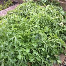 Mizuna Spinach Seeds 500mg Heirloom Brassica rapa Fast-Growing Greens for Salad and Stir-Fry