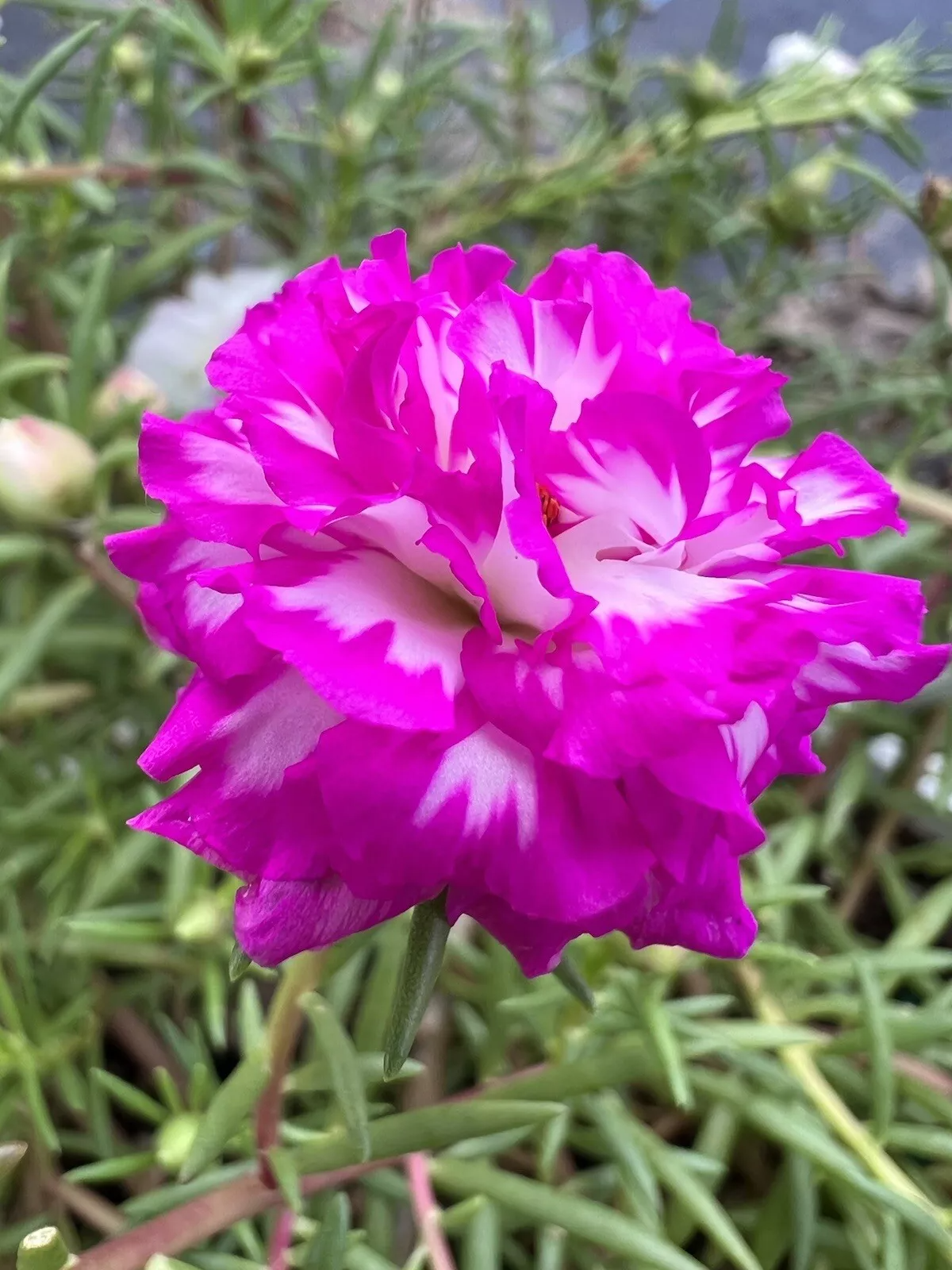 Portulaca Grandiflora Irin Succulent Cuttings – Rare Color Moss Rose, Drought Tolerant, Full Sun, Trailing Annual Plant
