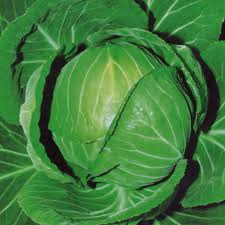 250 Seeds Cabbage Copenhagen Market Brassica oleracea Heirloom Seeds for Gardening & Fresh Harvest