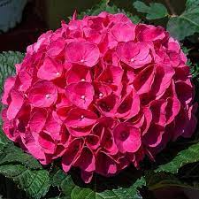 Magenta Hydrangea Cuttings – 8 Live Stems, Summer Blooming Deciduous Shrub, Hydrangea macrophylla, USDA Zones 5-9