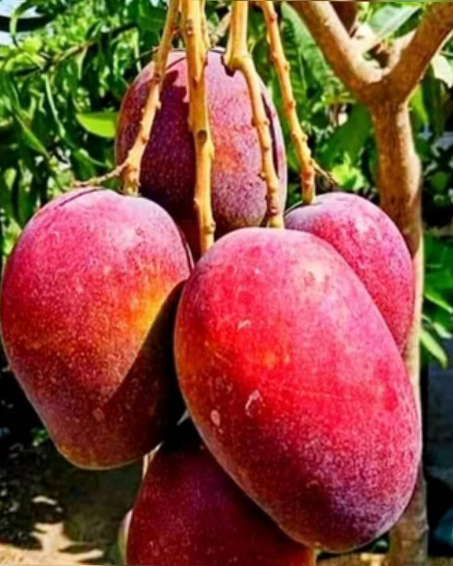 5 Red Mango Fruit Tree Scion Cuttings – Unrooted Grafting Propagation Mangifera indica Tropical Fruit