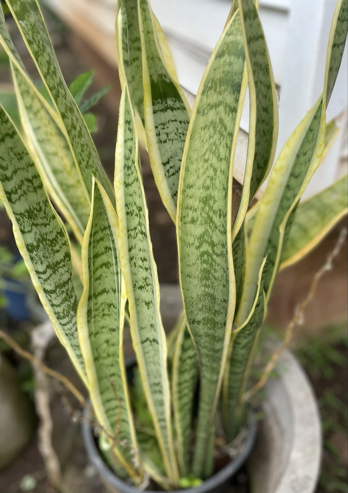 Sansevieria Trifasciata Cuttings - 3 Live Snake Plant Leaf Cuttings for Indoor, Low Light, Drought Tolerant, Hawaii Grown