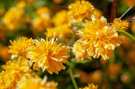 Kerria Japonica Cuttings - 10 Live Unrooted Japanese Rose Shrubs with Yellow Flowers, Deciduous Garden Plants, Zone 4-9