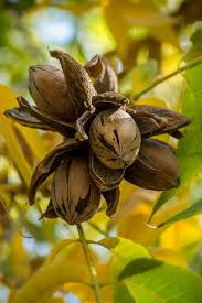 Hardy Pecan Tree Bare Root 12–24" Carya illinoinensis Edible Nut Tree for Orchard, Yard & Landscape