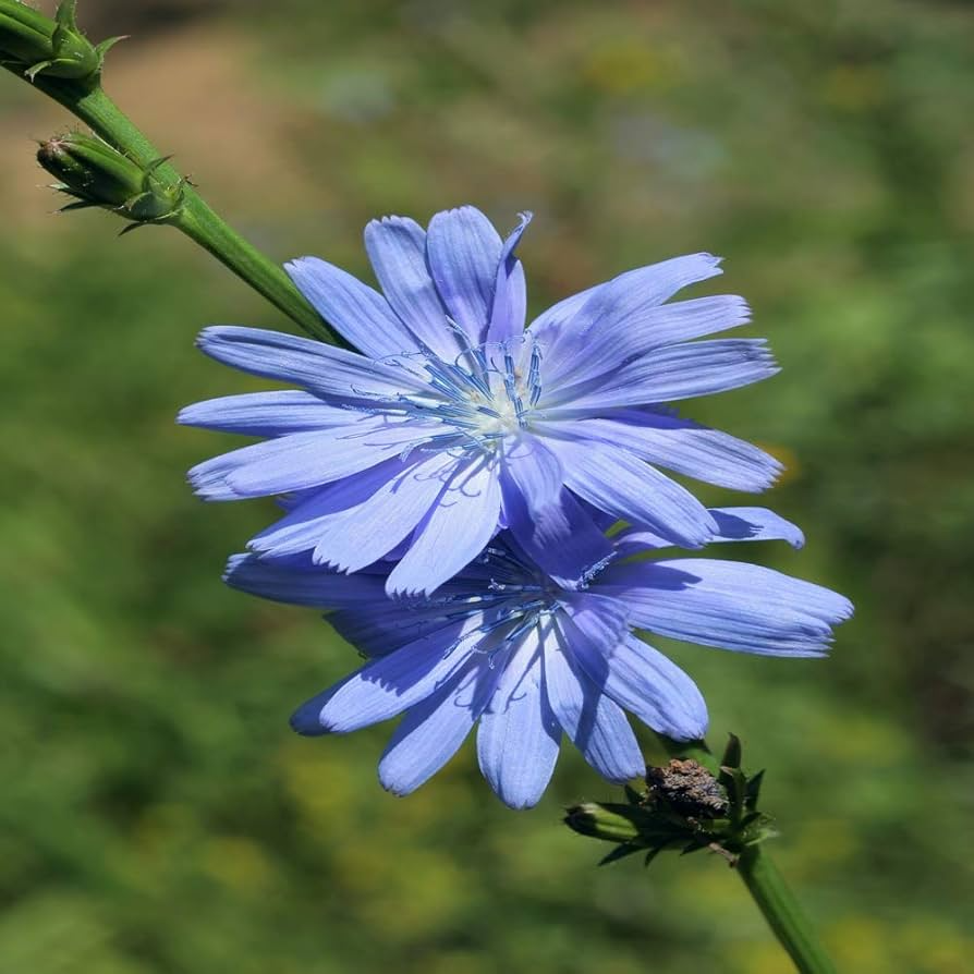 1000 Chicory Wildflower Seeds Cichorium intybus Non-GMO Blue Flower Seeds for Pollinator Gardens & Meadows