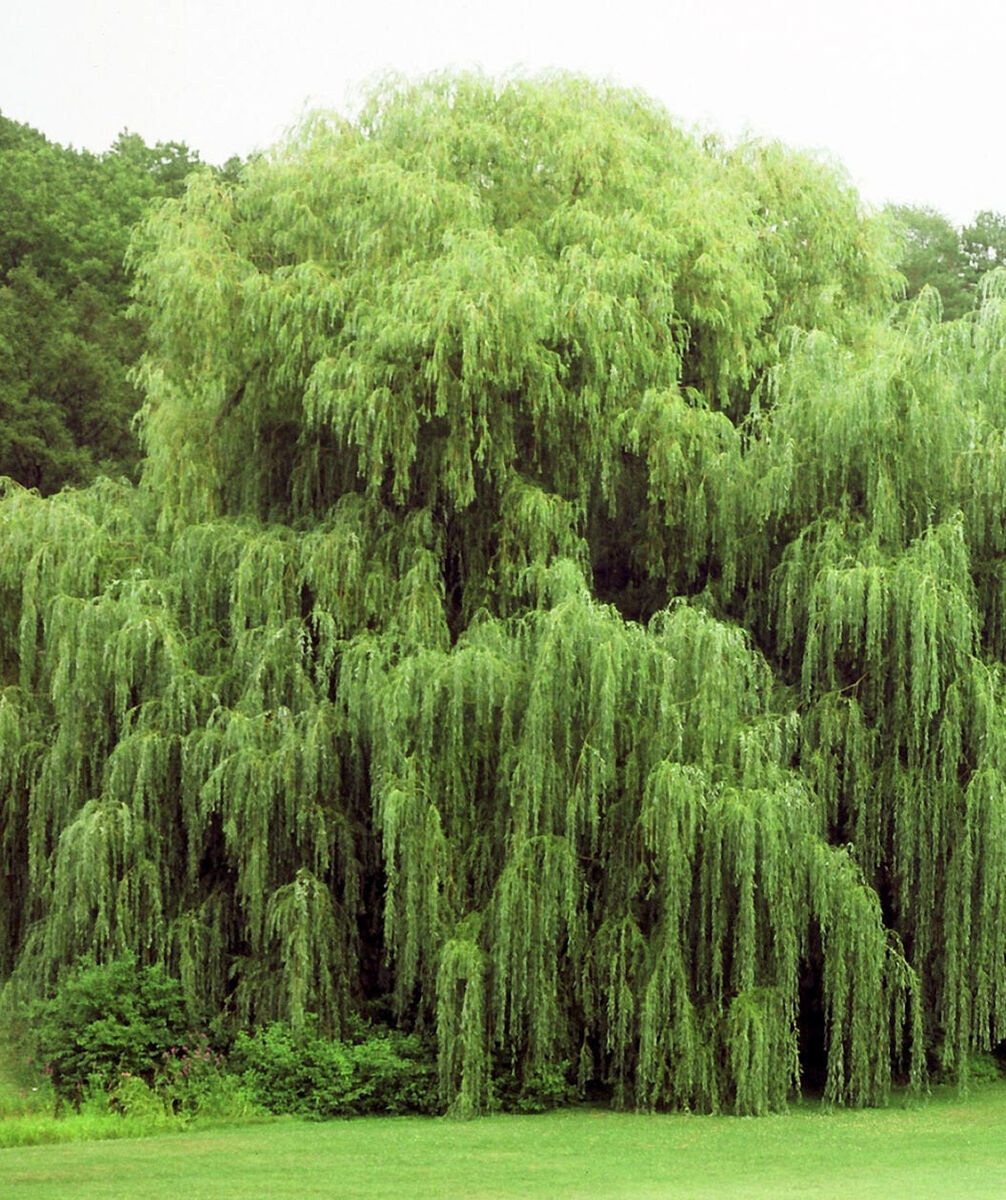 Salix babylonica Cuttings - 32+ Golden Weeping Willow Stems, Pencil-Sized, Fast-Growing Deciduous Tree, Moisture-Loving Pond and Landscape Plant