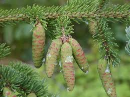 Picea glauca Seeds - 25 Wild-Harvested White Spruce Conifer Seeds for Zone 2-6, Alaska Native Evergreen Tree