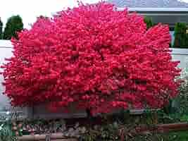 12 Burning Bush Unrooted Cuttings 6-8" | Euonymus alatus Dwarf Ornamental Shrub for Landscaping