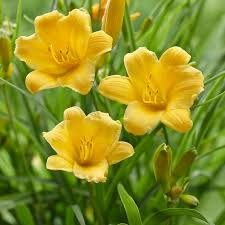 Set of 5 Stella D'Oro Daylily Bare Root Plants - Compact Perennial with Yellow Blooms, Cold Hardy, Easy Landscaping