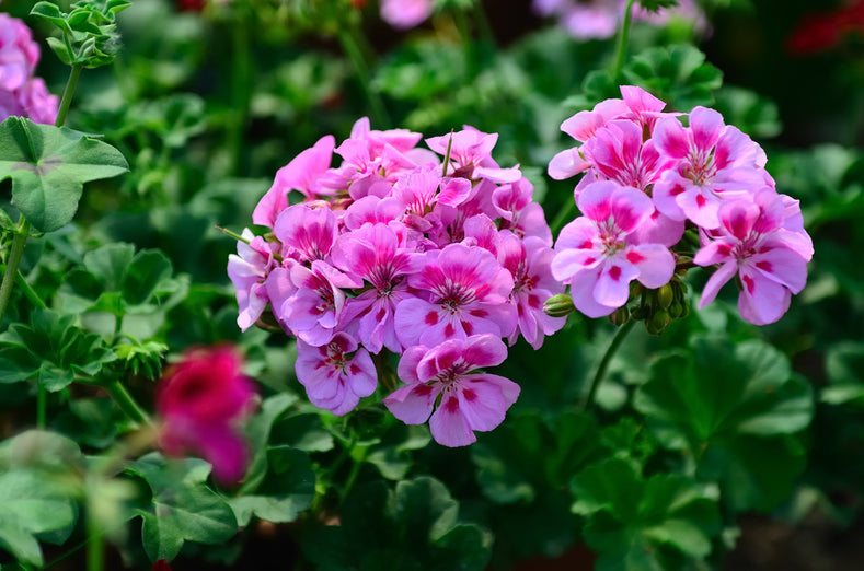 12 Hardy Fragrant Pink Flower Geranium Cuttings for Propagation, Container, Garden Borders, Pollinator-Friendly