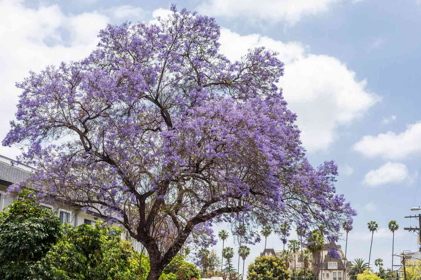 40 Purple Jacaranda Mimosifolia Seeds | Fast Growing Flowering Tree with Vibrant Purple Blooms for Tropical Landscaping