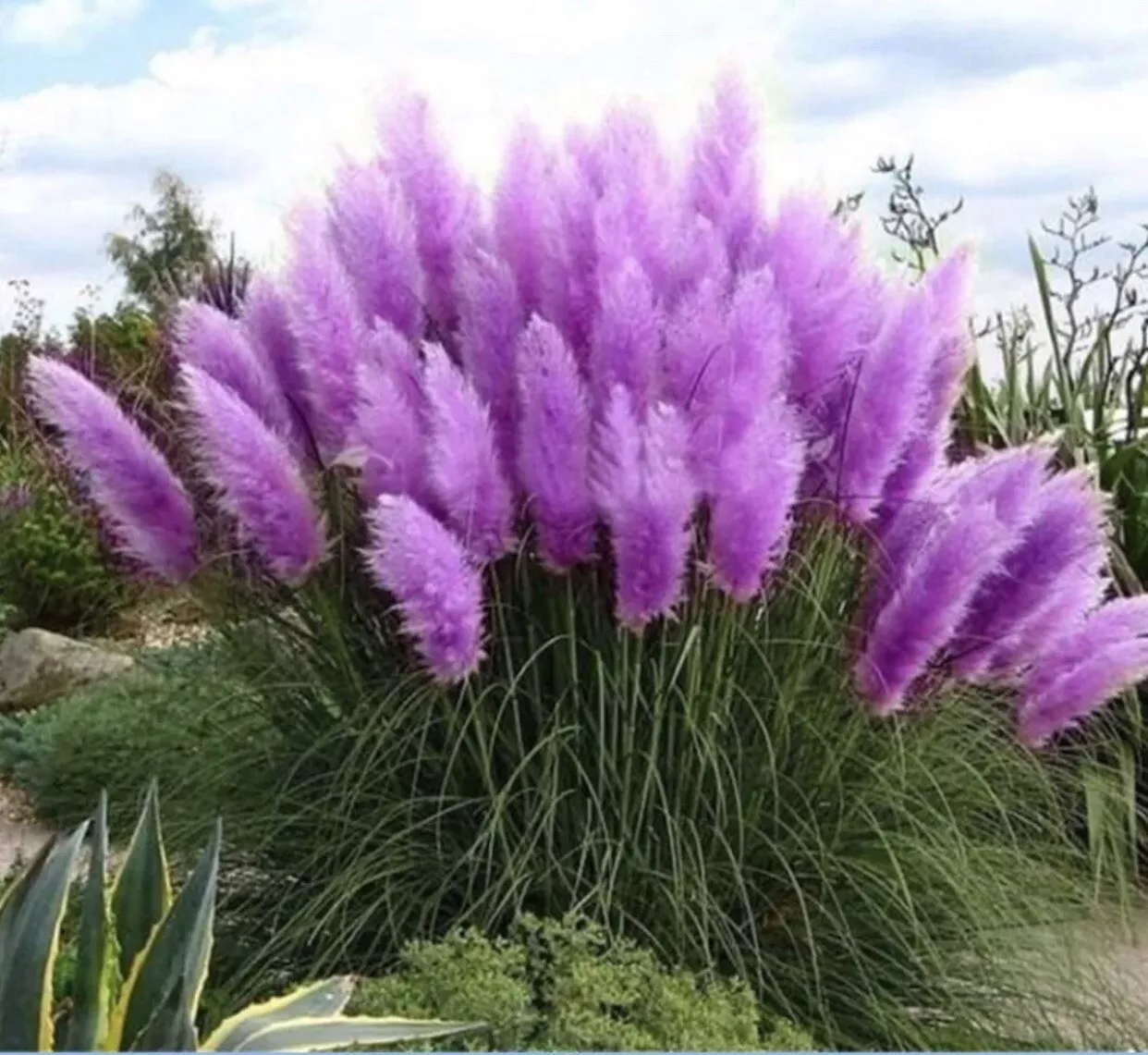 Purple Pampas Grass Plugs - Cortaderia selloana, 3 Plants, Drought Tolerant Ornamental Grass for Full Sun, USDA Zones 3-10