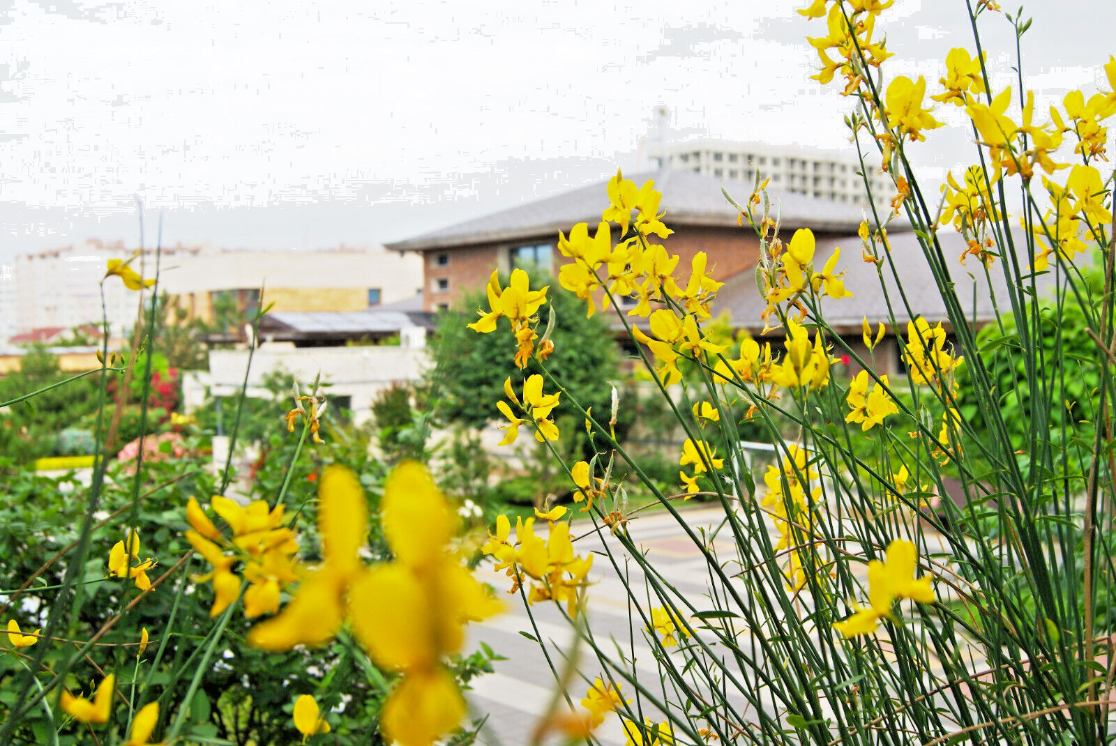 Spanish Broom Seeds 20 Pack - Spartium junceum Yellow Flowering Bush, Fragrant, Drought-Tolerant Shrub for Garden and Landscaping