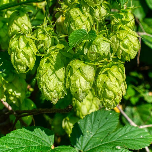 Saaz Hops Seeds | Climbing Vine for Vertical Gardens & Trellises | Humulus lupulus | Non-GMO, Fast-Growing Green Foliage Plant
