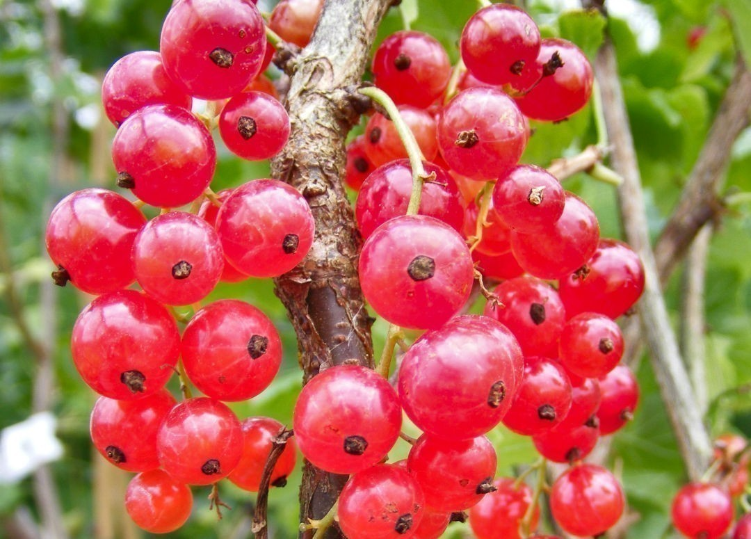 Red Lake Currant Rooted Cuttings - Ribes rubrum Bare Root Dormant Fruit Shrub for Jams & Baking