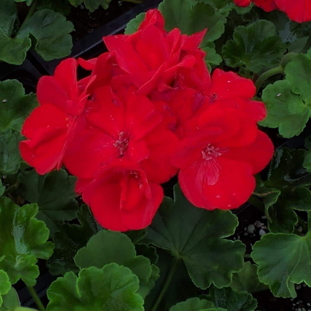 Organic Red Geranium Cuttings 5-8" | Pelargonium | Unrooted, Easy to Root, Vibrant Red Blooms