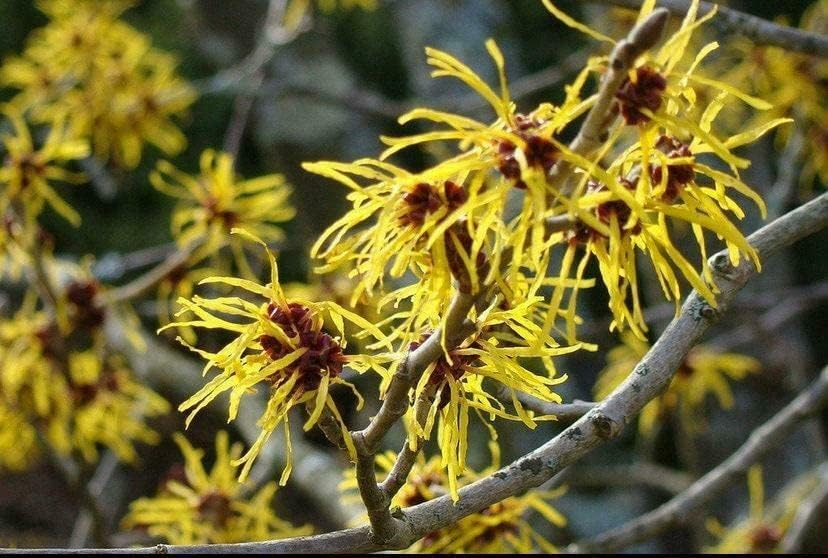 Set of 5 Witch Hazel Shrubs - Hamamelis virginiana Bare Root Plants, Fall Blooming Native Flowering Shrubs for Wildlife Gardens
