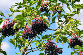 Bare Root American Elderberry Tree Sambucus canadensis – Edible Berries, Pollinator Attracting, Fully Rooted Live Plant