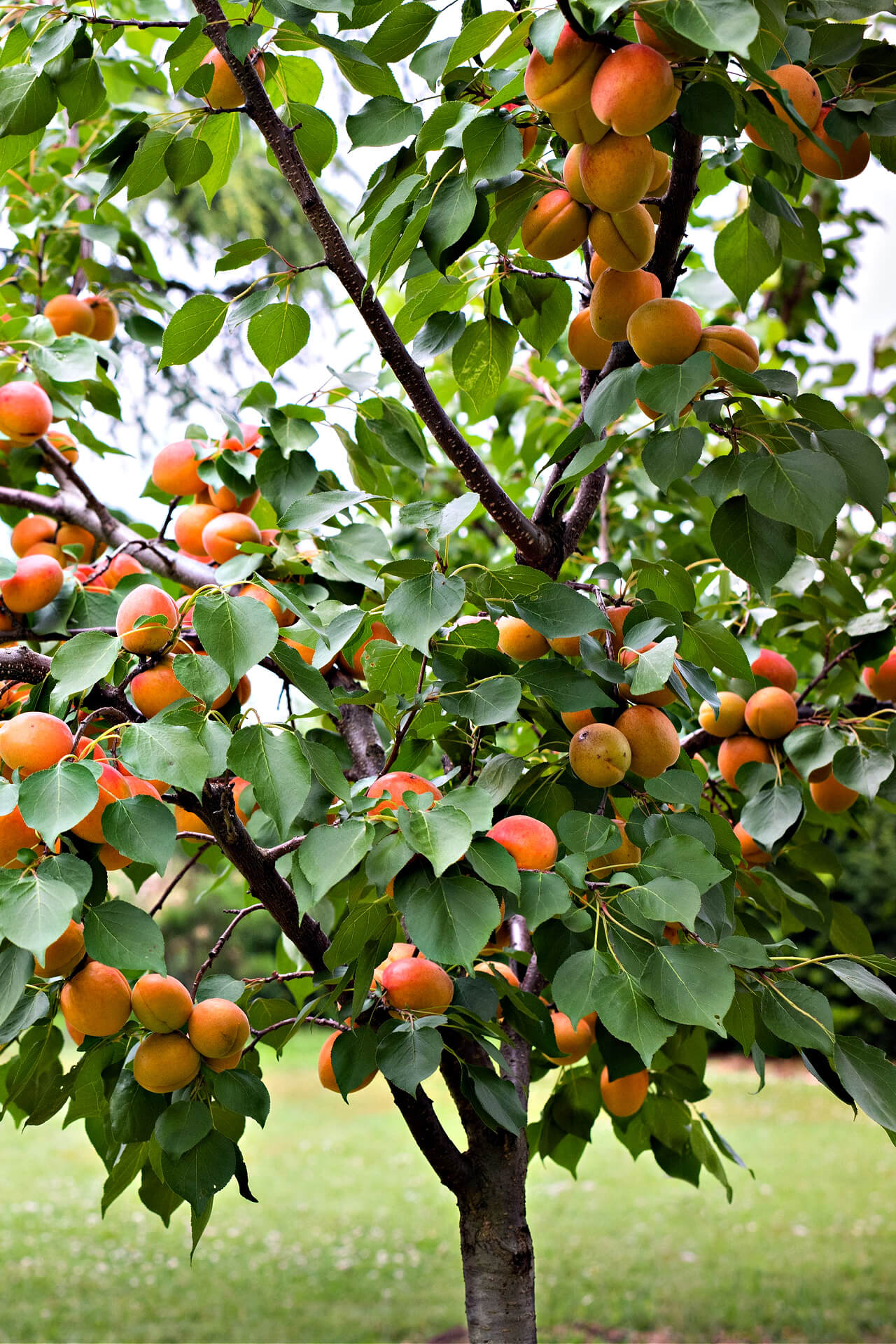 Apricot Tree Cuttings 3 Pack - 6" Fresh Scion Wood for Grafting & Propagation - Prunus armeniaca Fruit Tree Cloning Supplies