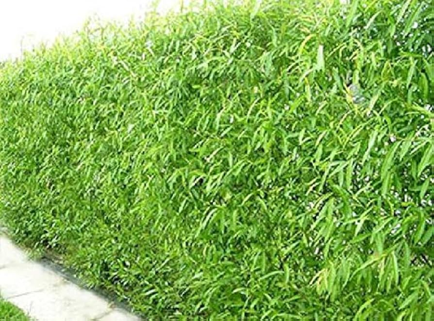 Austree Hybrid Willow Cuttings - 5 Pack | Fast Growing Privacy Trees for Windbreaks & Erosion Control | Salix spp.