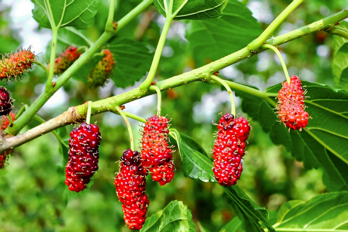 Red Mulberry Tree Cuttings 12 Pack Morus rubra Native Fruit Tree Wildlife Habitat Fast Growing