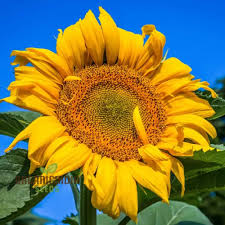 Mongolian Giant Sunflower Seeds | Tall Sunflower Variety for Large Yellow Blooms | Helianthus annuus Non-GMO Seeds