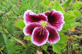 Regal Geranium Cuttings 3 Pack - Pelargonium domesticum - Flowering Outdoor Plants for Containers and Gardens