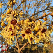 10 Wintersweet Tree Seeds | Chimonanthus praecox | Fragrant Yellow Blooms | Cold-Hardy Ornamental Shrub or Bonsai Seeds