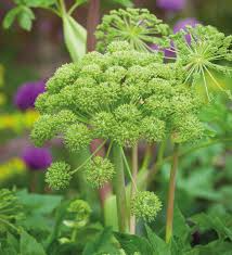 Angelica archangelica Seeds - Norwegian Angelica Biennial Herb for Zone 4-7, Aromatic Foliage, Large Umbel Flowers, 50 Seeds