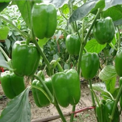 Large Green Bell Pepper Seeds | Non-GMO Capsicum annuum | Sweet, Crunchy Vegetable for Salads, Stuffing & Grilling