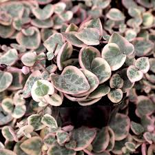 Variegated String of Arrows Cuttings, Ceropegia woodii 'Variegata', Trailing Succulent Propagation Cup, Rare Houseplant