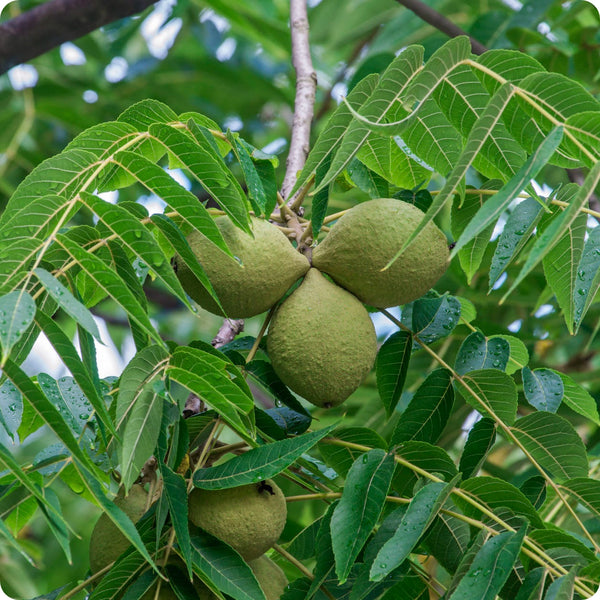 Black Walnut Tree Seeds - Juglans nigra, Edible Nut & Shade Tree, Fast-Growing Landscaping Seeds