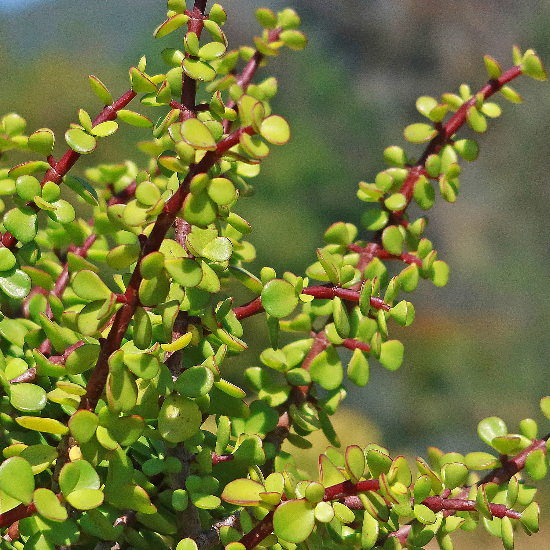 Portulacaria afra Succulent Cuttings – 15 Elephant Bush Stem Pieces, Drought Tolerant, Indoor & Zone 9-11 Plants