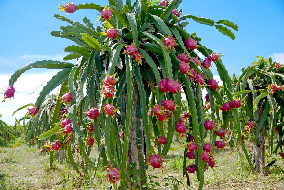 Vietnam White Dragon Fruit Cuttings - 8-24" Self-Pollinating Exotic Cactus Climber Hylocereus undatus
