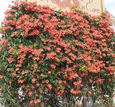 Bignonia "Tangerine Beauty" Crossvine Rooted Starter Plant, Vibrant Orange Flowers, Fast-Growing Garden Vine, Bignonia capreolata
