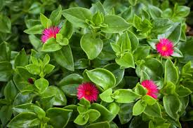 Aptenia Cordifolia Cuttings - Red Apple Ice Plant Baby Sun Rose Succulent Groundcover Drought Tolerant