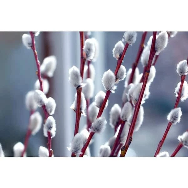 Pussy Willow Tree Cuttings, Unrooted, Fast-Growing, Fuzzy White Blooms, Salix discolor, Zone 5-8