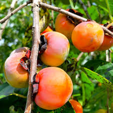 5 Persimmon Tree Seeds - Diospyros Virginiana Sugar Plum, Native Cold-Hardy Fruit Tree for Garden & Orchard