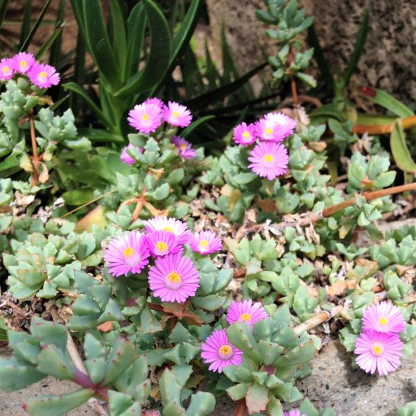 Oscularia deltoides Succulent Cuttings - 10 Unrooted Blue-Gray Drought Tolerant Succulent Stems for USDA Zones 9-11