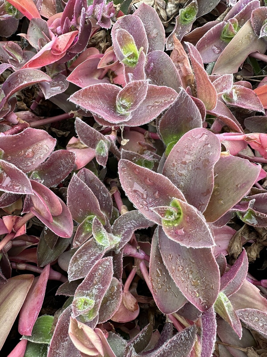 Tradescantia Pallida 'Pale Puma' Unrooted Cuttings – Fuzzy Purple Indoor Plant, Rare Colorful Propagation, Pet-Friendly, Easy to Grow